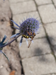 Cerceris arenaria