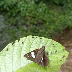 Notocrypta curvifascia