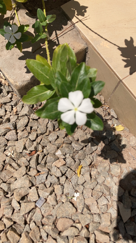 Madagascar Periwinkle