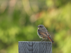 Phoenicurus phoenicurus