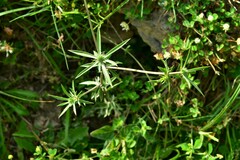 Eryngium caeruleum