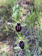Ophrys sphegodes atrata