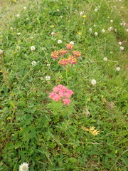 Chaerophyllum rubellum