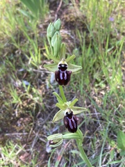 Ophrys sphegodes atrata