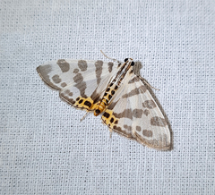 Pycnarmon abraxalis