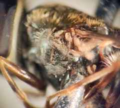 Platycheirus naso