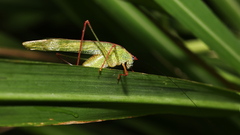 Phaneroptera nigroantennata
