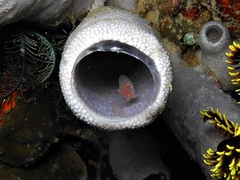 Thaumastocaris streptopus
