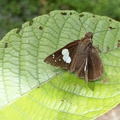 Notocrypta curvifascia