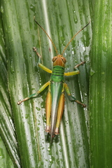 Hieroglyphus annulicornis