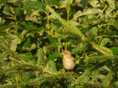 Fringilla coelebs