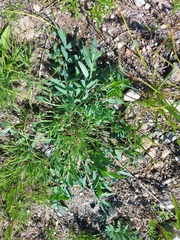 Oxytropis leucotricha