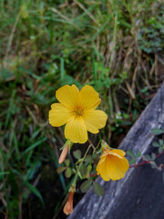 Oxalis medicaginea