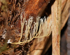 Phaeoclavulina ochracea