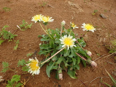 Taraxacum confusum