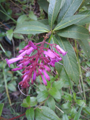 Palicourea angustifolia