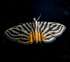 Dichocrocis rigidalis