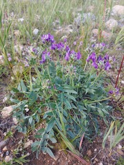 Oxytropis nitens
