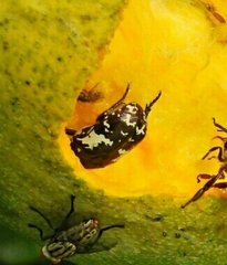 Protaetia aurichalcea