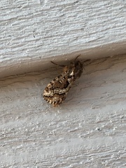 Korscheltellus gracilis