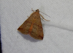 Ozarba isocampta