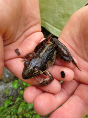 Rana ornativentris