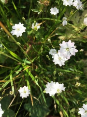 Heliosperma pusillum