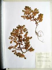 Honckenya peploides major