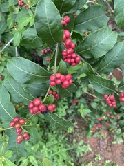 Rauvolfia tetraphylla