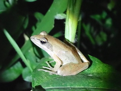Rana longicrus