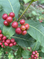 Rauvolfia tetraphylla