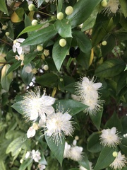 Myrtus