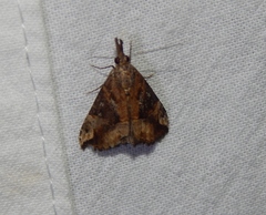 Hypena commixtalis