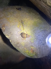 Semisulcospira libertina