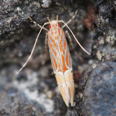 Labdia semicoccinea