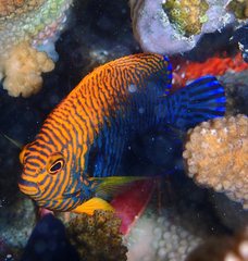 Centropyge potteri