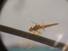 Brachythemis contaminata