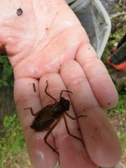 Somatochlora uchidai