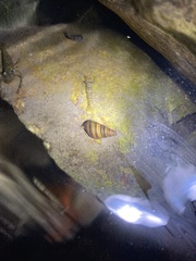 Semisulcospira libertina