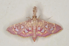 Ischnurges gratiosalis