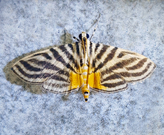 Dichocrocis rigidalis