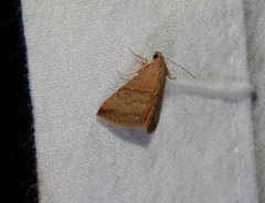 Ozarba isocampta