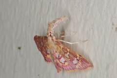 Ischnurges gratiosalis