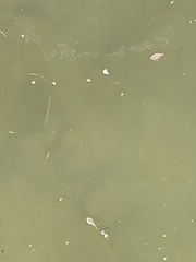 Zenarchopterus buffonis