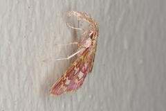 Ischnurges gratiosalis