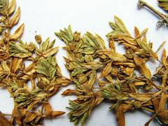 Honckenya peploides major