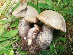Leccinum duriusculum