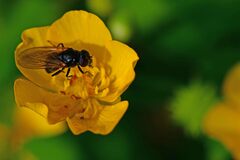 Cheilosia albitarsis