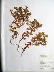 Honckenya peploides major