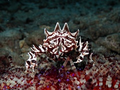 Zebrida adamsii